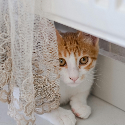 Supporting an Anxious Pet