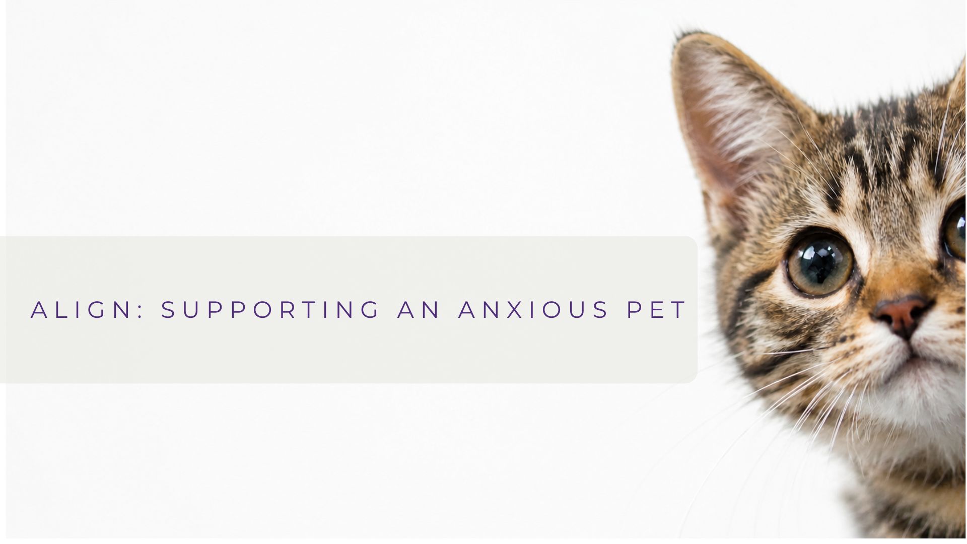 Supporting an Anxious Pet