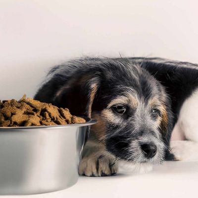 Navigating Appetite Issues in Pets